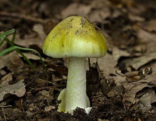 amanita