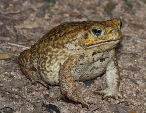 bufo